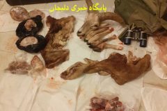 انهدام سومین گروه متخلف شکار و صید غیرمجاز جانوران وحشی در دلیجان